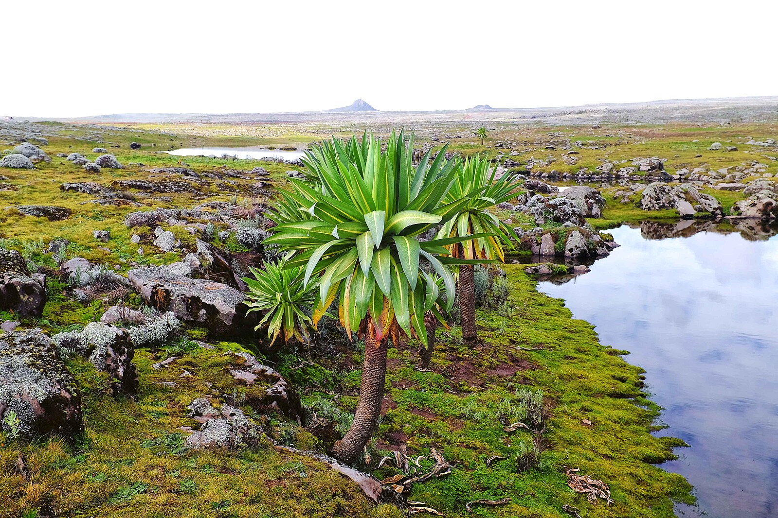 The Sanetti Plateau: An Afro-Alpine Wonderland