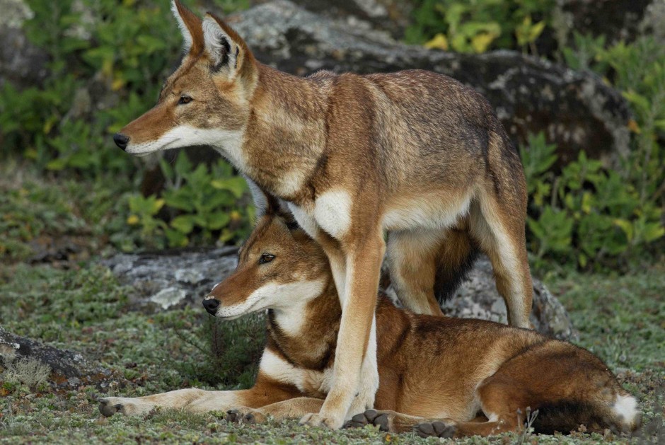 Bale Mountains National Park